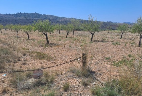 Parcelle / Terrain - Revente - Macisvenda - Macisvenda