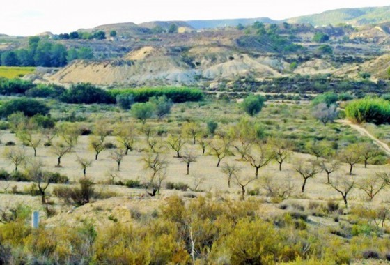 Parcelle / Terrain - Revente - Torremendo - Torremendo