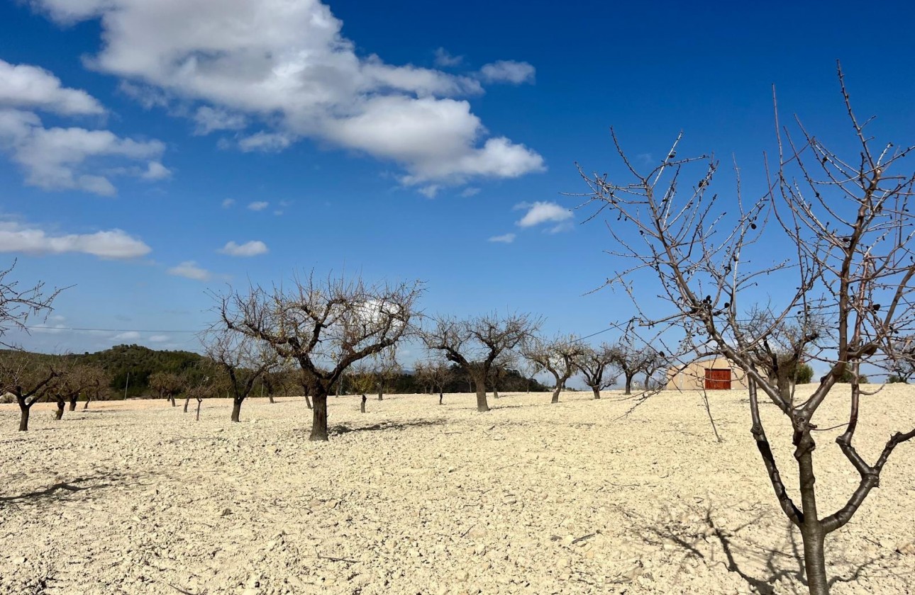 Revente - Terrain - BULLAS - Costa Calida