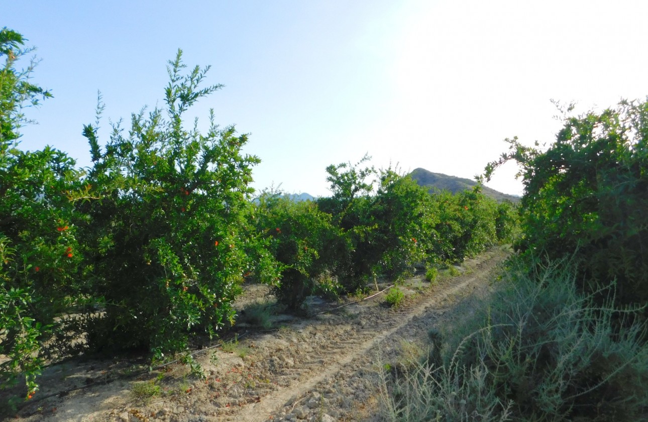 Revente - Terrain - Torremendo