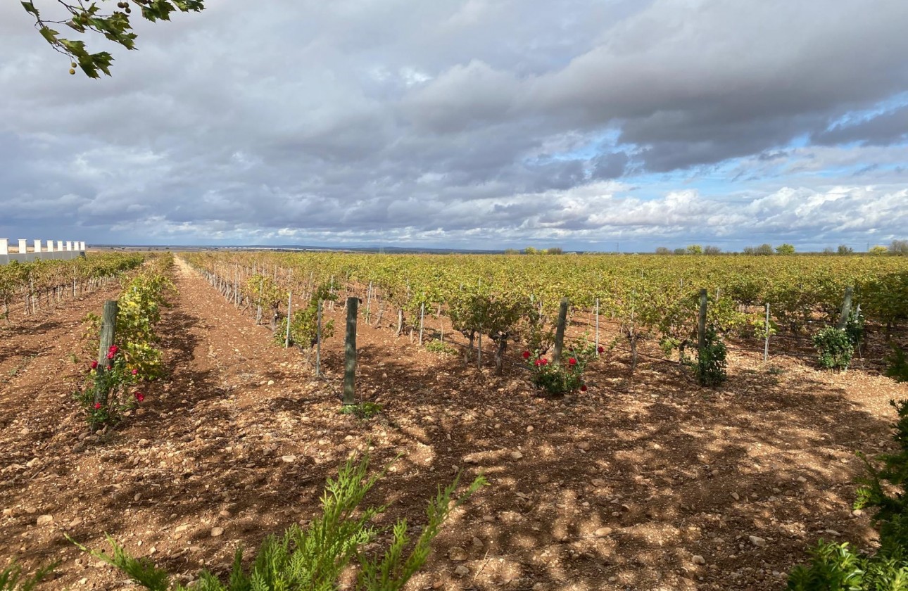Segunda Mano - Cellar - Albacete