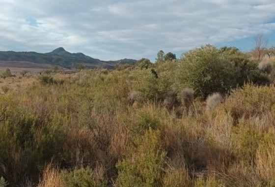 Terrain - Revente - Murcia - Murcia