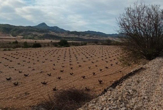 Resale - Plot - Murcia