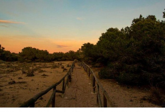 Obra nueva - Chalet - La marina - La Marina / El Pinet