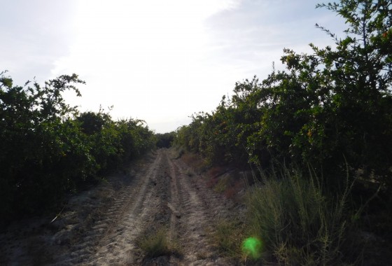 Revente - Terrain - Torremendo