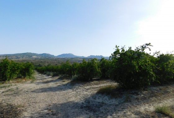 Revente - Terrain - Torremendo