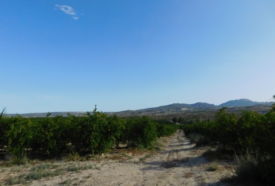 Revente - Terrain - Torremendo