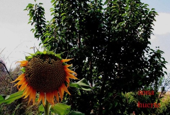 Revente - Villa - Gea Y Truyols