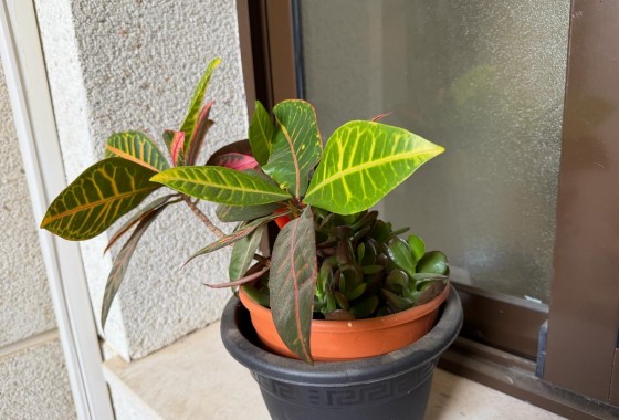 Revente - Appartement - Orihuela Costa - Lomas de Cabo Roig