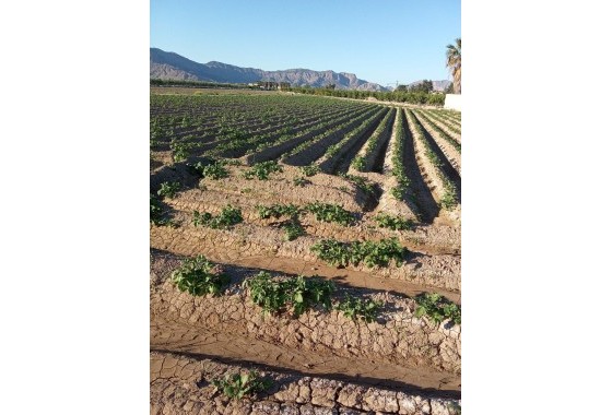 Revente - Finca - Orihuela Costa - Correntías Bajas