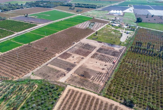 Revente - Finca - Albatera