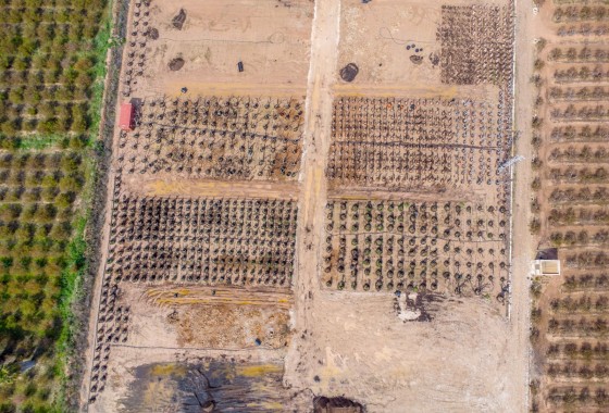 Revente - Finca - Albatera