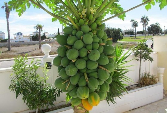 Revente - Villa - Torrevieja - Aguas nuevas 1