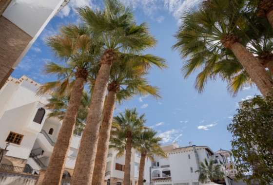 Segunda Mano - Apartamento - Orihuela Costa - Costa Blanca