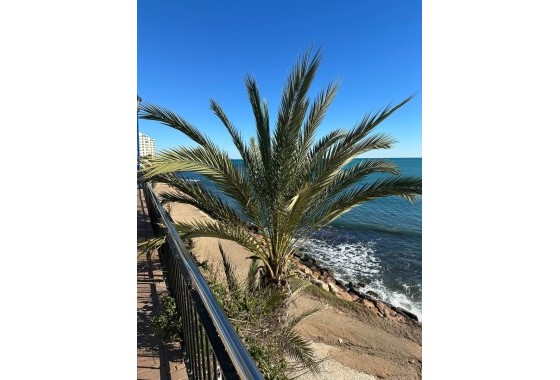Revente - Appartement - Punta Prima
