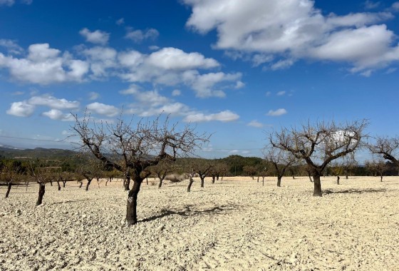 Revente - Terrain - BULLAS - Costa Calida