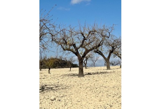 Revente - Terrain - BULLAS - Costa Calida