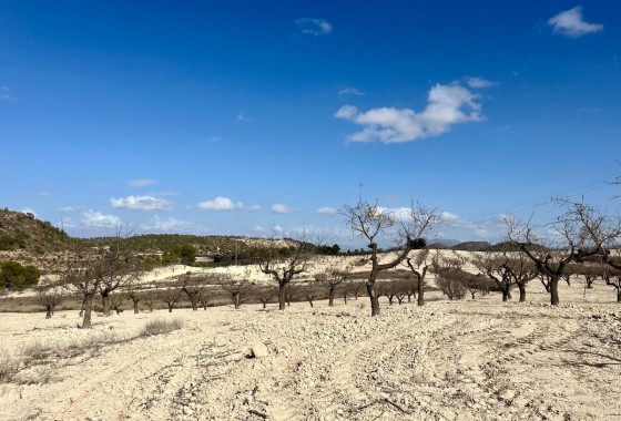Revente - Terrain - BULLAS - Costa Calida