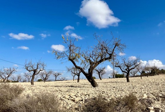 Revente - Terrain - BULLAS - Costa Calida