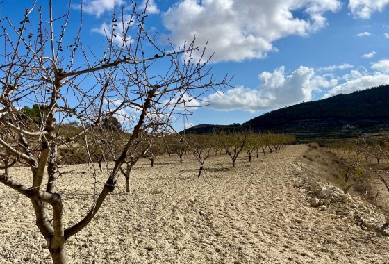 Revente - Terrain - BULLAS - Costa Calida