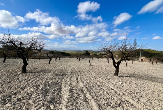 Revente - Terrain - BULLAS - Costa Calida