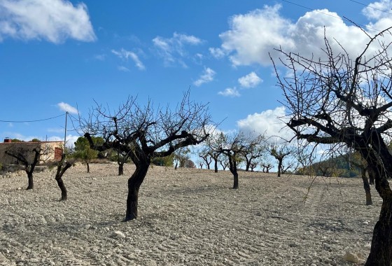 Revente - Terrain - BULLAS - Costa Calida