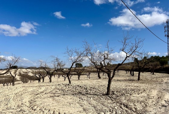 Revente - Terrain - BULLAS - Costa Calida